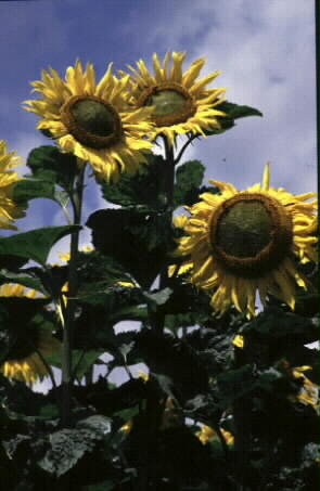 Solrosor