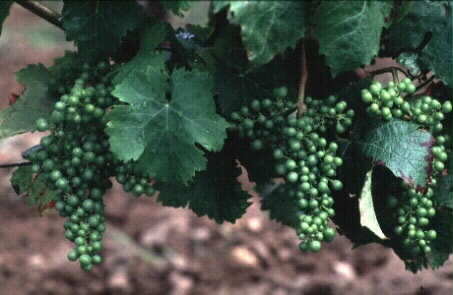 Vindruvor