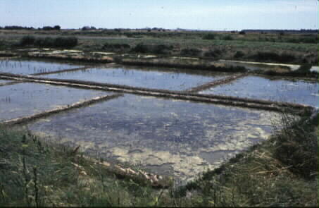 Saltbassnger